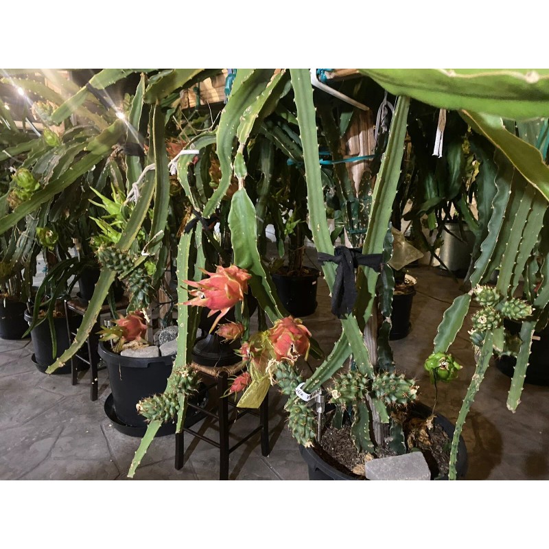 ORGANICO One Vietnamese read DRAGON FRUIT CUTTING 8- 12 Inches