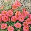 Outsidepride Portulaca Moss Rose Peach Spreading, Succulent, Heat & Drought