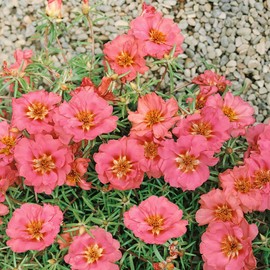 Outsidepride Portulaca Moss Rose Peach Spreading, Succulent, Heat & Drought Tolerant Ground Cover Plants - 250 Seeds