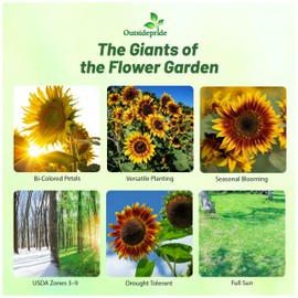 Outsidepride Joker Sunflower Seeds for Planting - 50 Pcs Annual, Easy to Grow Flower Seeds w/Vibrant, Abundant Blooms for Cut Flower Arrangements & Pollinator & Vegetable Gardens