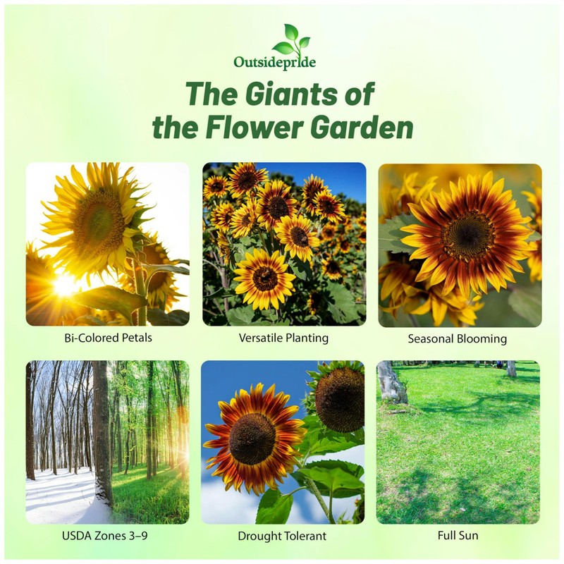 Outsidepride Joker Sunflower Seeds for Planting - 50 Pcs Annual,