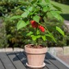 Park Seed Sweet Pepper Vegatable Plant Seeds, Easy to Grow,