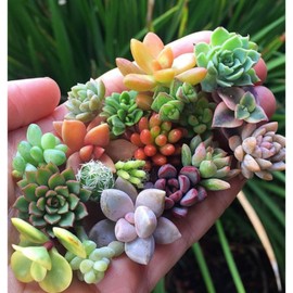 JQBay 200pcs Rare Mixed Succulent Seeds – Vibrant Colors for Indoor and Outdoor Garden
