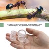 2pcs Mini Ant Water Feeder - Transparent Liquid Feeding Bowls