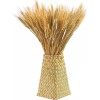 yarlung 300 Stems 16 Inch Dried Wheat Sheaves, Natural Wheat