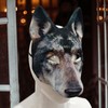 Qianly Wolf Head Mask Wolf Cover for Fancy Dress Party
