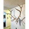 Skull Bracket Bull Bracket | Heavy-Duty European Elk Skull Mounting