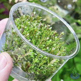 Rotala Rotundifolia HRA Live Aquatic Plant in Tissue Culture Cup for Aquarium Freshwater Fish Tank by Greenpro