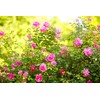 Nelson Acid Loving Plant Food Huge Blooms For Azalea Jasmines