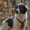 Anny·x Fun Dog Harness, Adjustable, Brown Amber, Various Sizes (Brown/Amber,