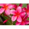 Hawaiian Pink Plumeria Fresh Starter Cutting Single Head 10inch Unrooted