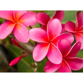 Hawaiian Pink Plumeria Fresh Starter Cutting Single Head 10inch Unrooted x1