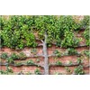Espalar Surface Mounted Heavy Duty Universal Espalier/Trellis Kit for Climbing
