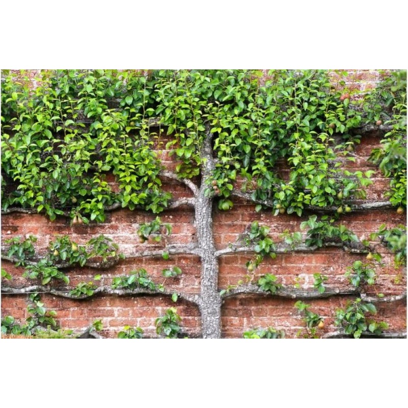 Espalar Surface Mounted Heavy Duty Universal Espalier/Trellis Kit for Climbing