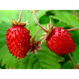 Sweet Wild Strawberry Seeds for Planting Fragaria Vesca Fraisier des Bois About 100 Seeds