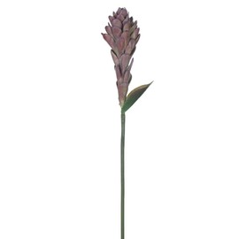 Vickerman 744031-29" Mauve/Green Siam Tulip Spray 2/Bag (FXT239515) Home Office Flowers with Stems