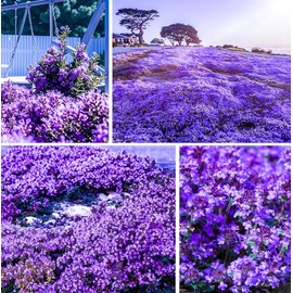 20000+ Creeping Thyme Seeds for Planting -Perennial Ground Cover Plants Flowers Non-GMO Heirloom (Purple)