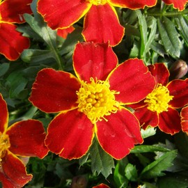 Marigold Seeds - Disco Series - Red - 500 Seeds - Tagetes patula - Non-GMO, Open Pollinated - Flower Gardening