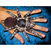 Brazilian White Knee Tarantula Spider Iron on Patch