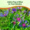 Outsidepride Montana Blue Cornflower Seeds for Planting - 1000 Pcs.