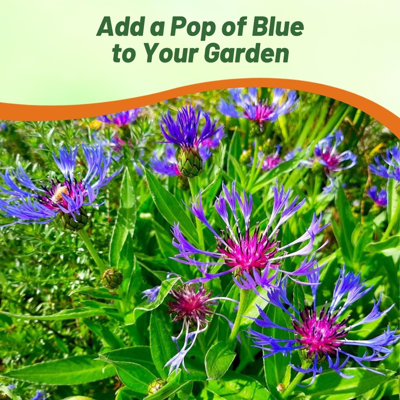 Outsidepride Montana Blue Cornflower Seeds for Planting - 1000 Pcs.