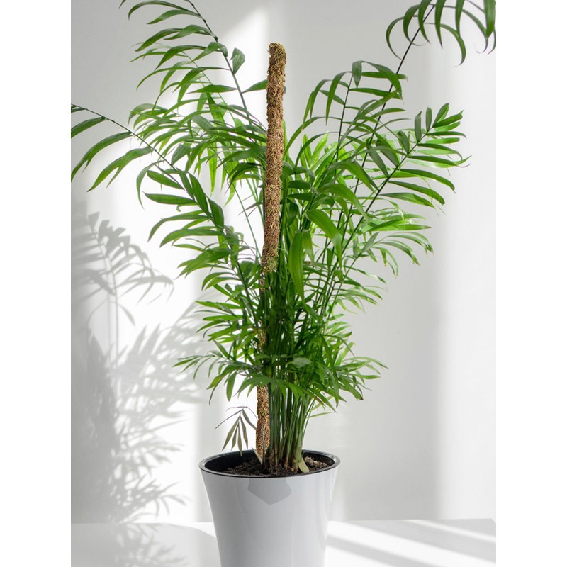 Moss Pole Coconut Stick DIY Modeling Plant Climbing Pole Climbing