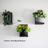 Daniel's Plants Indoor Plant Wall Gallery Shelf Kit | Midcentury