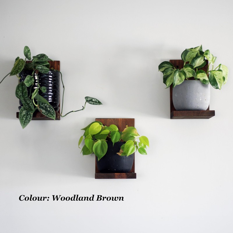 Daniel's Plants Indoor Plant Wall Gallery Shelf Kit | Midcentury