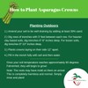 Hand Picked Nursery Mary Washington, Heirloom, Asparagus Bare Root Plants