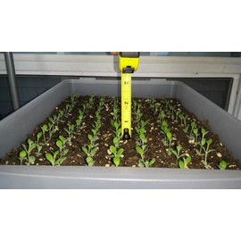 1 Seedling with Roots of Mexican Hat Plant, Kalanchoe,