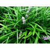 50 Monkey Grass Plants, Liriope, Bare Root Plants, Evergreen Border
