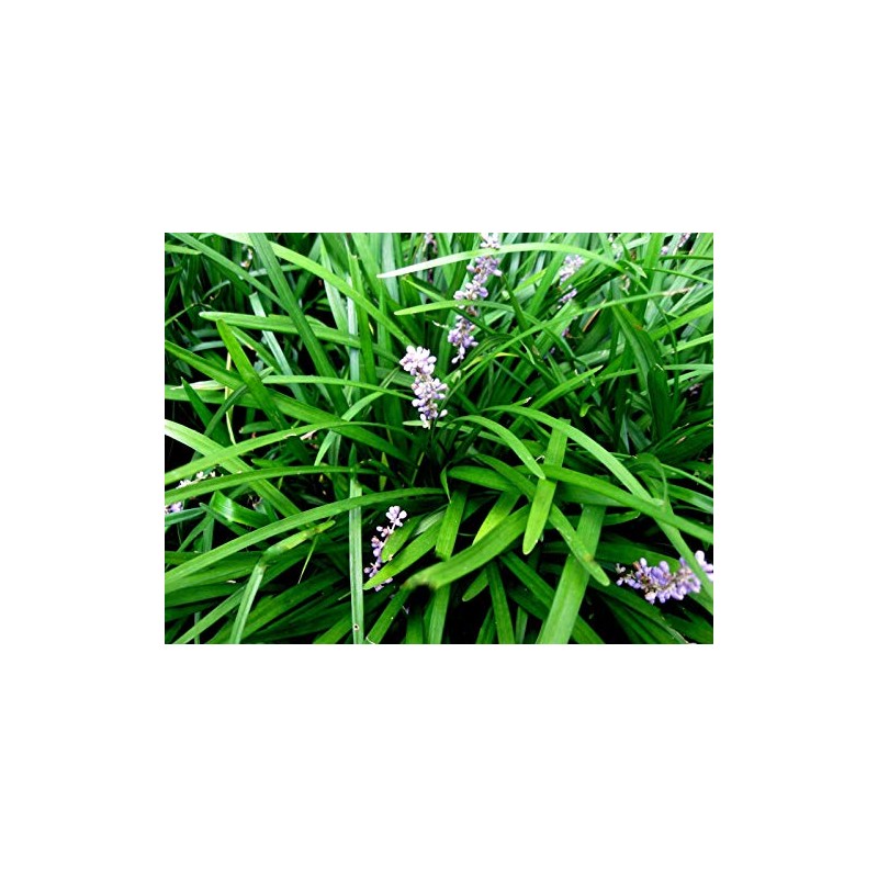 50 Monkey Grass Plants, Liriope, Bare Root Plants, Evergreen Border