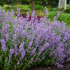 Perennial Farm Marketplace Nepeta x f. 'Cat's Meow' Perennial, Size-#1 Container, Purple Flowers