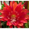 Joyful Blooms Rare Orchid Cactus Red German Empress Epiphyllum Fresh