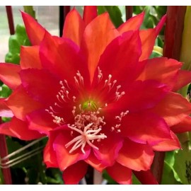 Joyful Blooms Rare Orchid Cactus Red German Empress Epiphyllum Fresh Cutting Live Plant 6"+