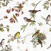 20 napkins, native bird species, birds, animals, animal motif, spring,