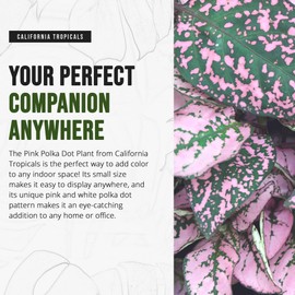California Tropicals Pink Polka Dot Plant Live Tropical Houseplant - 2.5 Inch Real Indoor Plant with Easy Care for Home, Office, or Garden - Unique Leaf Design, Cool Interior Decor