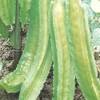 Winged Bean Seeds - 1 Lb ~1808 Seeds - Non-GMO,