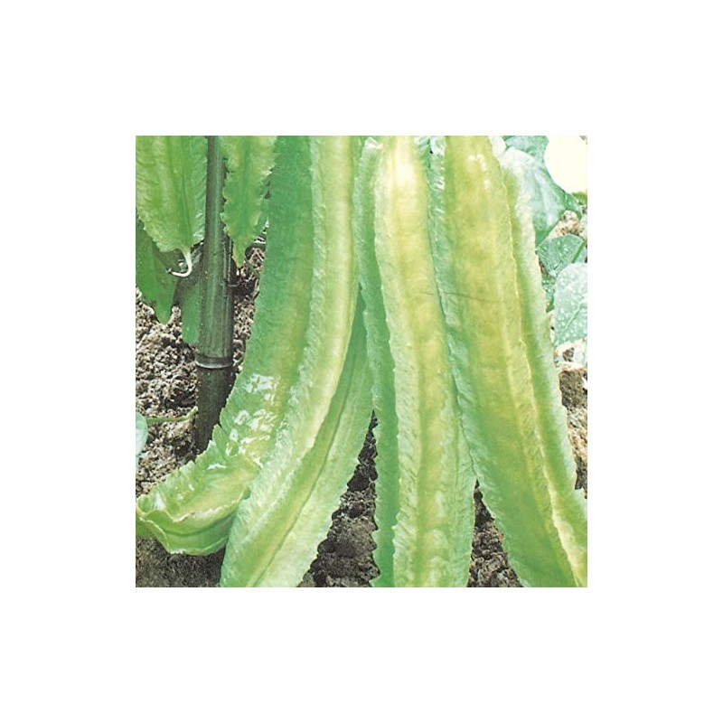 Winged Bean Seeds - 1 Lb ~1808 Seeds - Non-GMO,