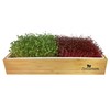 Self Watering Microgreens Growing Kit. Hands Down The Easiest Way