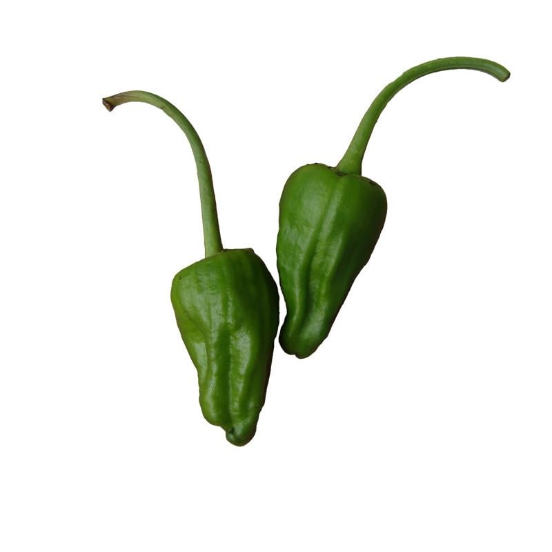 Padron Sweet Pepper Seeds - Famous Spanish Heirloom - 10