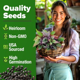 HOME GROWN Thai Basil Seeds Pack - 876 High Germination Non-GMO Heirloom Herb Seeds for Planting, Ideal for Growing Fresh Basil Planting Indoor or Outdoor (Ocimum basilicum VAR. thyrsiflora)