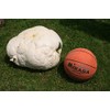 CEMEHA SEEDS - Giant Puffball Mushrooms Non GMO for Planting