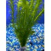 *SALE* Buy 2 Get 1! 10 STEMS of Anacharis elodea