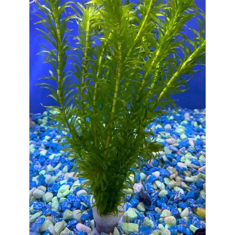 *SALE* Buy 2 Get 1! 10 STEMS of Anacharis elodea