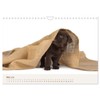 Labrador - Welpen (Wandkalender 2026 DIN A4 quer), CALVENDO Monatskalender: