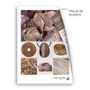 Lebensquelle Plus Versteinertes Holz Wassersteine | 100% naturbelassene Rohsteine |