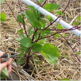 David's Garden Seeds Leafy Greens Spinach Malabar Red 100 Non-GMO, Heirloom Seeds