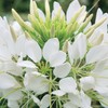 Outsidepride White Cleome Seeds - 1000 Pcs Annual Flower Seeds