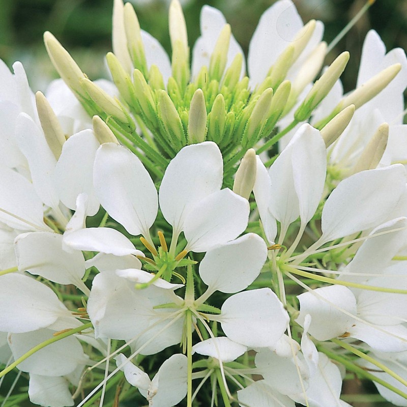 Outsidepride White Cleome Seeds - 1000 Pcs Annual Flower Seeds